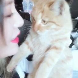 动物变成人被绝育视频,动物变人过程揭秘