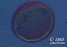 形成人类视频的过程,揭秘人类视频形成之旅