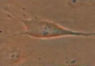 形成人类视频的过程,揭秘人类视频形成之旅